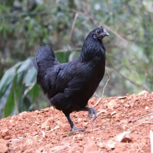 一斤五黑鸡活鸡包活到家纯种五黑一绿鸡幼仔小鸡绿壳蛋鸡活体乌骨