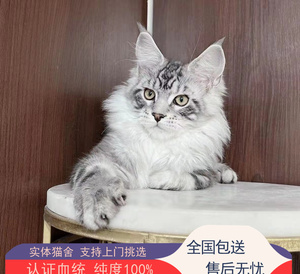 大型缅因猫赛级银虎斑巨型挪威森林西伯利亚猫棕虎斑活体幼崽宠物