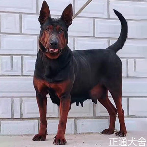 莱州红犬幼犬纯种苏联红犬巨型家养大型犬护卫狼狗幼崽活物看家