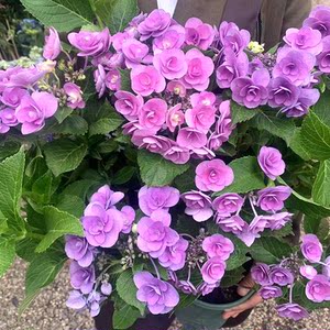 青菇娘花社妖精之瞳老桩绣球(高颜值绣球)庭院阳台好养花