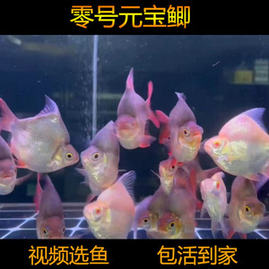 飞凤泰国进口元宝鲫零号元宝鲫龙鱼虎鱼配鱼观赏鱼金银双线侧鱼苗