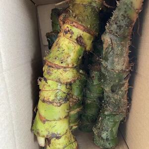 野生天河芋水刺芋勒藕慈茹水勒芋清热祛湿秋冬滋润汤簕茨菇一斤