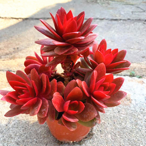 火祭大群生多头多肉植物组合室内小盆栽花卉绿植火炬火鸡红色肉肉