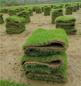 重庆草皮草坪带土