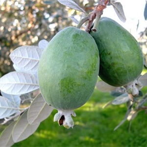 虹安菲油果盆栽苗自花授粉安德瑞虹越庭院种植常绿斐济果水果树苗