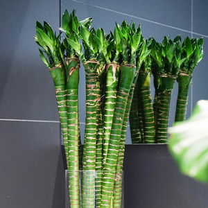 虹安富贵竹水培植物盆栽节节高粗杆富贵龙竹苗水养可带根客厅室内