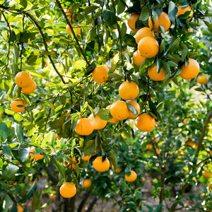 虹安橘子树盆栽幼苗小脆皮金桔树苗沃柑桔砂沙糖桔子树虹越水果苗