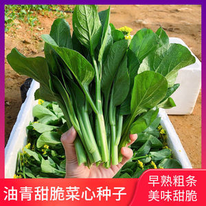 菜心种子甜脆抗热菜花广东早熟油青菜苔种籽阳台盆栽春秋四季播种