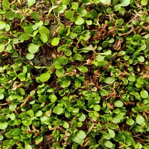 蒲公英种籽多年生婆婆丁种孑四季盆栽蔬菜春秋冬季种植野菜苗新鲜