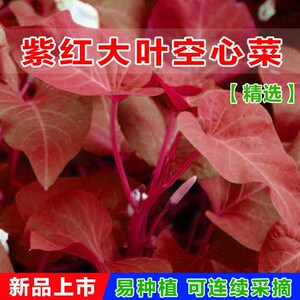 紫红大叶空心菜籽四季播高产柳叶空心菜种子阳台盆栽水培蔬菜种籽