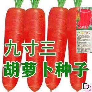 九寸三红胡萝卜种子脆甜水果蔬菜萝卜菜籽高产春秋四季田园蔬菜种