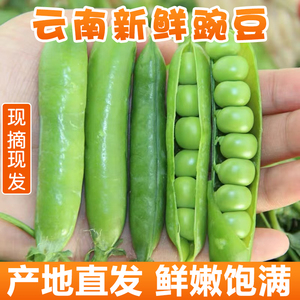 云南新鲜甜豌豆带壳高原水果豌豆荚新鲜青豆5斤包邮青豆现摘现发