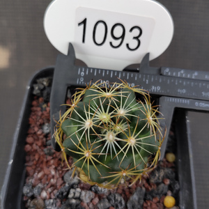 000人付款淘宝四海园艺古镜丸仙人球实生顶花球属 易养多肉植物区克