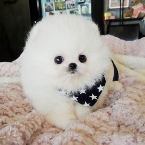 家养纯种白色博美犬幼犬哈多利长不大袖珍茶杯体俊介活体宠物狗狗