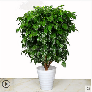 巴西木步步登高