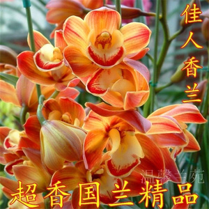 红色妖姬兰花