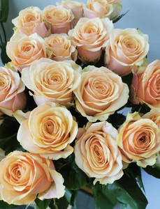 莫兰迪色系玫瑰之迪威娜月季带花苞室内书房卧室水养观花云南直发