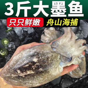 3斤墨鱼鲜活新鲜大墨鱼超大乌贼舟山海鲜水产八爪鱼目鱼花枝爆头