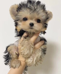 约克夏幼犬小型