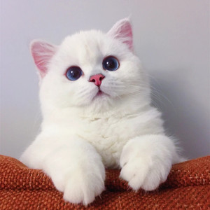 纯种英短银点纯白蓝眼睛猫咪英国短毛猫金点银点幼猫活体纯白猫咪