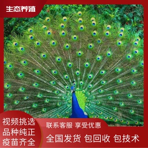 孔雀蓝种蛋  七彩山鸡受精蛋   可孵化小鸡  高受精种蛋    鸡苗0人