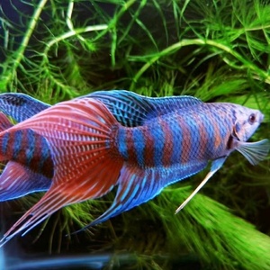 中国斗鱼大巨普