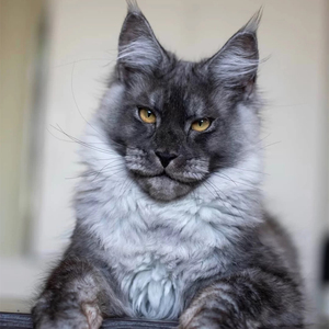 赛级银虎斑缅因猫烟灰色纯黑大型长毛缅因猫双血统宠物猫幼猫活体