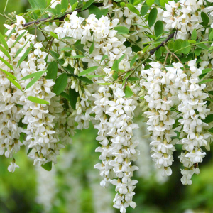 河南杨槐花槐树花洋槐花新鲜2021农家野菜助农产品产地直销现摘