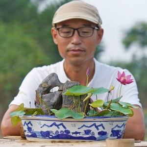 周劲松新手推荐开口套餐校长家微型碗莲小荷花种籽子混色迷你