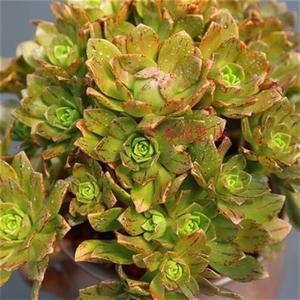 多肉绿茶法师老桩