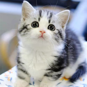 无偿爱心领养免费纯种美短虎斑起司猫布偶猫幼崽小宠物猫咪活物体