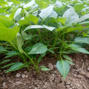 小米椒苗泡椒苗小米辣秧苗朝天椒超辣蔬菜苗泡椒种子阳台盆栽四季