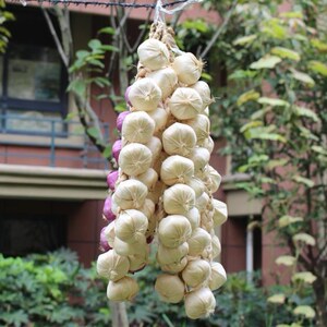 假辣椒菜
