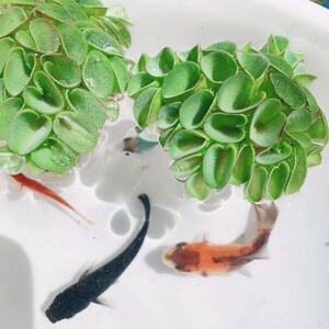 浮萍水草集合水芙蓉肚兜萍槐叶萍圆心萍芝麻红毛丹萍珊瑚浮萍k118