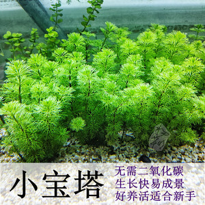 水草植物小宝塔鱼缸水草大宝塔阴性无需二氧化碳新手草缸造景增氧