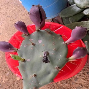 金武团扇仙人掌j熟透饱满果子超甜夏季开黄色花室内户外长刺仙人