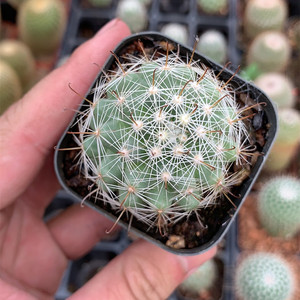 樱富士仙人球实生开o花美明日之光进口精品仙人掌类植物盆栽多肉