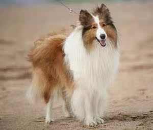 苏格兰牧羊犬幼犬长毛