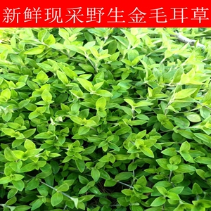 新鲜现采野生金毛耳草黄毛耳草摊地蜈蚣过路蜈蚣黄毛耳草铺地蜈蚣