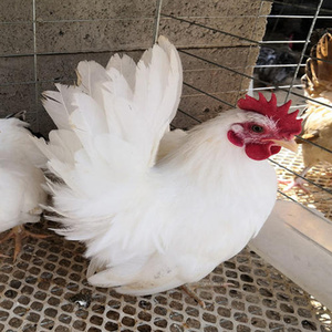 白色元宝鸡种蛋受精蛋小型矮脚鸡玲珑鸡泰国矮脚金元宝满20枚包邮