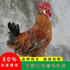 gk868217淘宝正宗岩鹰鸡种蛋 崖鹰鸡凉山高脚彝家土鸡蛋 毛脚鸡可