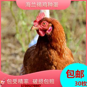 纯种伊莎海兰褐壳鸡种蛋散养土鸡种蛋受精蛋孵化高产种蛋30枚包邮