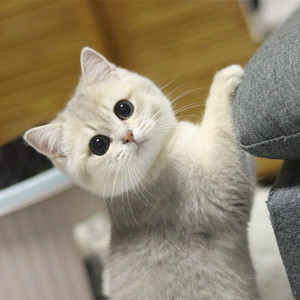 蓝金渐层活物幼崽英国短毛猫蓝金紫金渐层活体家养宠物猫纯种猫咪