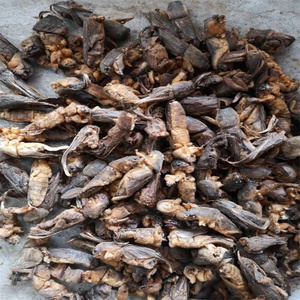 中药材新货干蝼蛄 土狗 地狗 蝲蝲蛄 另有皇虫五谷虫 无碎渣500克