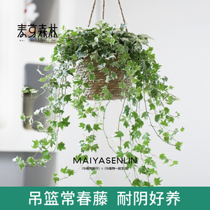 花叶常春藤吊兰垂吊植物壁挂绿植挂墙悬挂吊篮常青盆栽室内吸甲醛