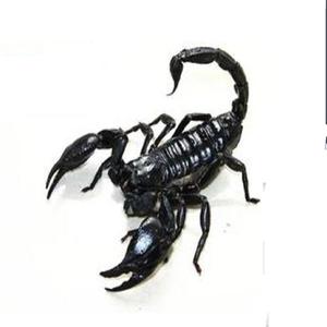 中小大号热带雨林蝎子活体宠物巨型超大无毒上手12到18厘米孕母蝎