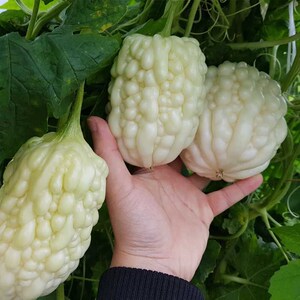 苹果苦瓜种子台湾进口白苦瓜水果苦瓜种籽高产特大四季蔬菜种子