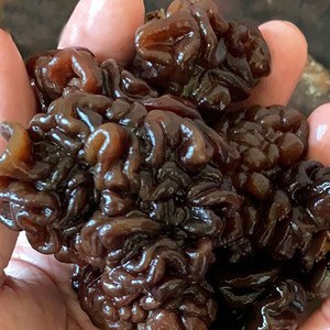 山东猴脑菇特产天然晒干猴脑菇玛卡菌核桃菌木耳疙瘩黑球菌干货