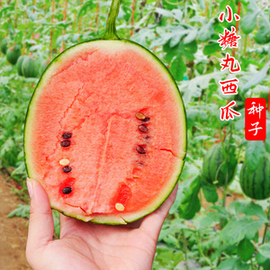 小糖丸西瓜种子苏梦6号小型迷你型薄皮西瓜种籽早熟高产盆栽瓜孑