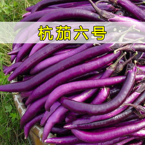 杭茄一/六号长茄子种子/籽 黑紫色线茄春秋季四季盆栽蔬菜种苗孑